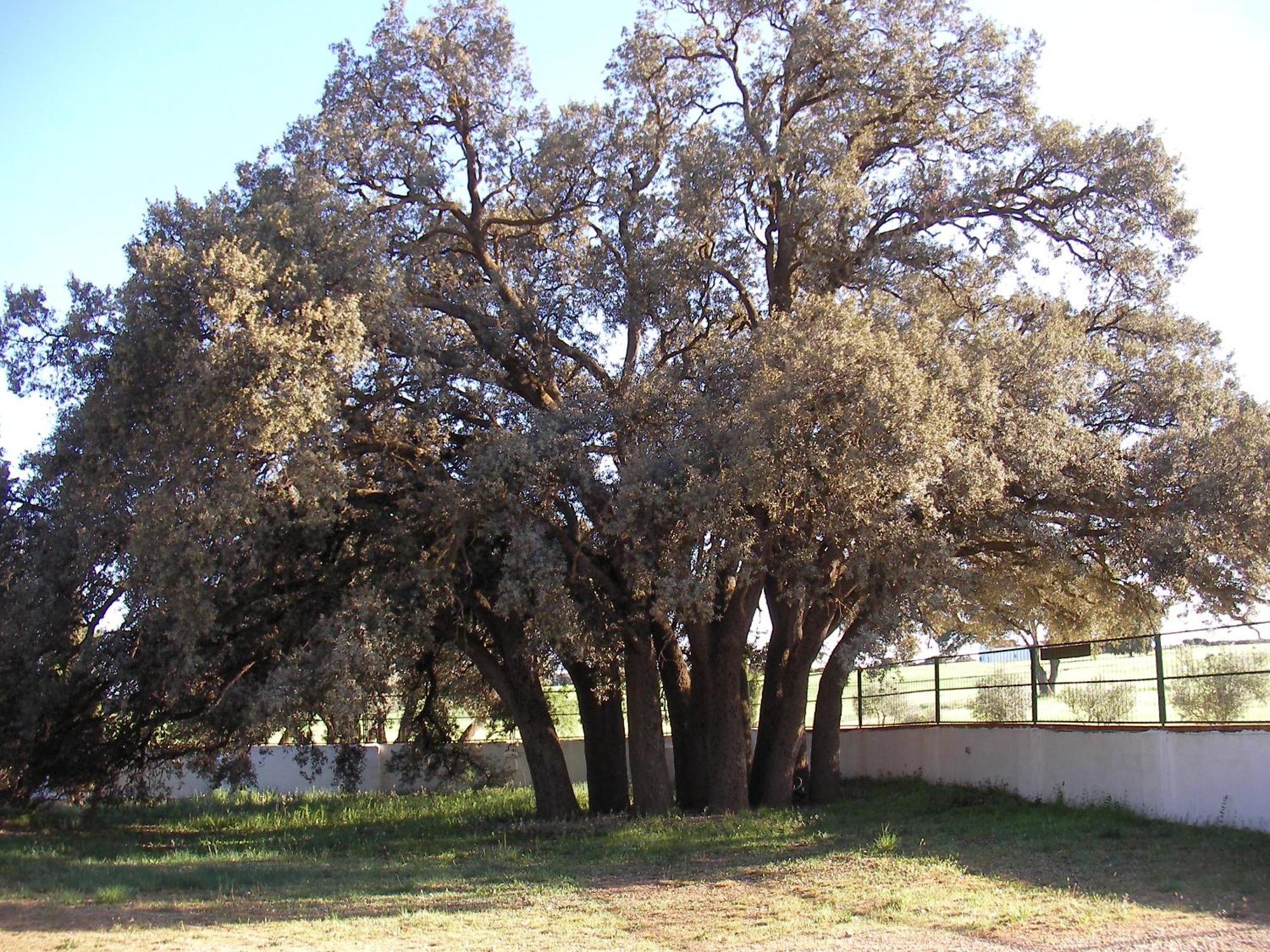 Agroturismo Calixto Βιγιαρρομπλέδο Εξωτερικό φωτογραφία